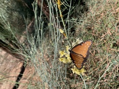 Danaus gilippus