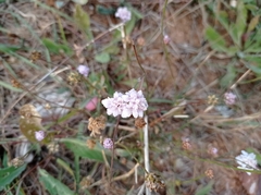 Cephalaria transsylvanica