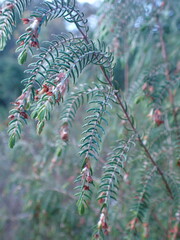 Passerina falcifolia