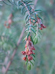 Passerina falcifolia
