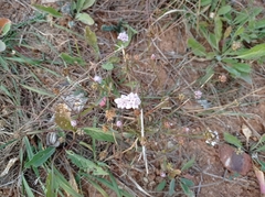 Cephalaria transsylvanica