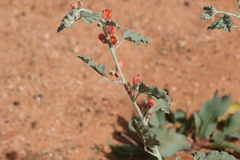Sphaeralcea parvifolia
