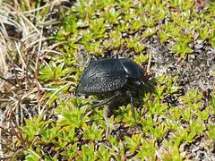 Nyctelia multicristrata