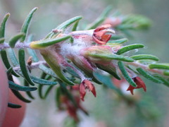 Passerina falcifolia