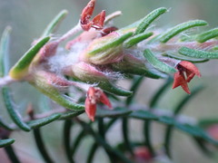 Passerina falcifolia