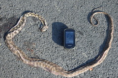 Boiga siamensis