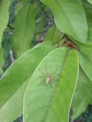 Oxyopes