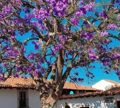 Jacaranda mimosifolia