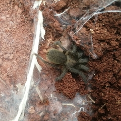 Harpactirinae