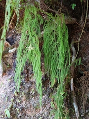 Lycopodiales