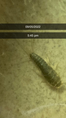 Ctenolepisma longicaudatum