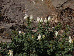 Antirrhinum molle