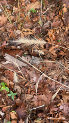 Elymus villosus