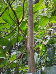 Miconia poeppigii