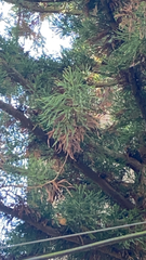 Cryptomeria japonica