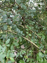 Ligustrum sinense