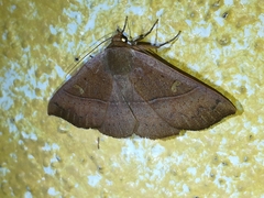 Eulepidotinae
