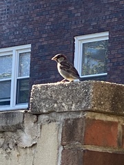 Passer domesticus
