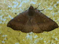 Eulepidotinae