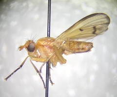 Tetanocera plebeja