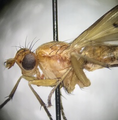 Tetanocera plebeja
