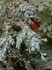 Buxus