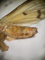 Tetanocera plebeja