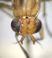 Tetanocera plebeja
