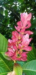 Megaskepasma