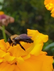Xylocopa virginica