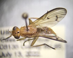 Tetanocera plebeja