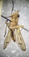 Tetanocera plebeja