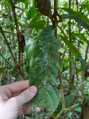 Warszewiczia coccinea