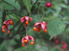 Euonymus oxyphyllus oxyphyllus