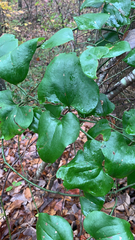 Smilax bona-nox