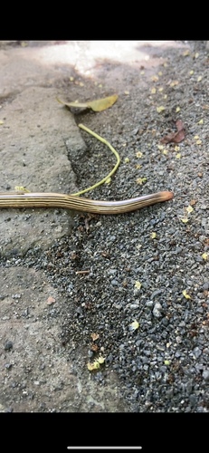Elegant Worm Snake