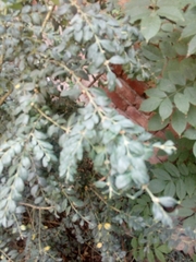 Buxus