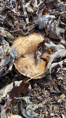 Clitocybe brunneocephala