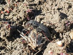 Pycnochila fallaciosa