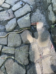 Afrotyphlops elegans