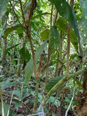 Warszewiczia coccinea