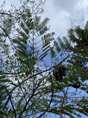 Albizia julibrissin