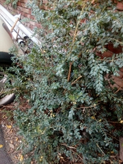 Buxus
