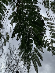Albizia julibrissin