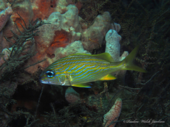 Haemulon flavolineatum