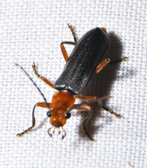 Podabrus pruinosus