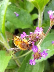 Apis mellifera