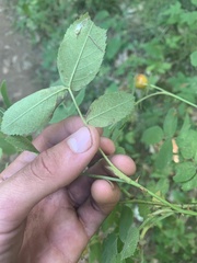 Rosa majalis