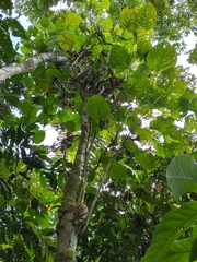 Aparisthmium cordatum