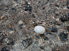 Cerastoderma glaucum